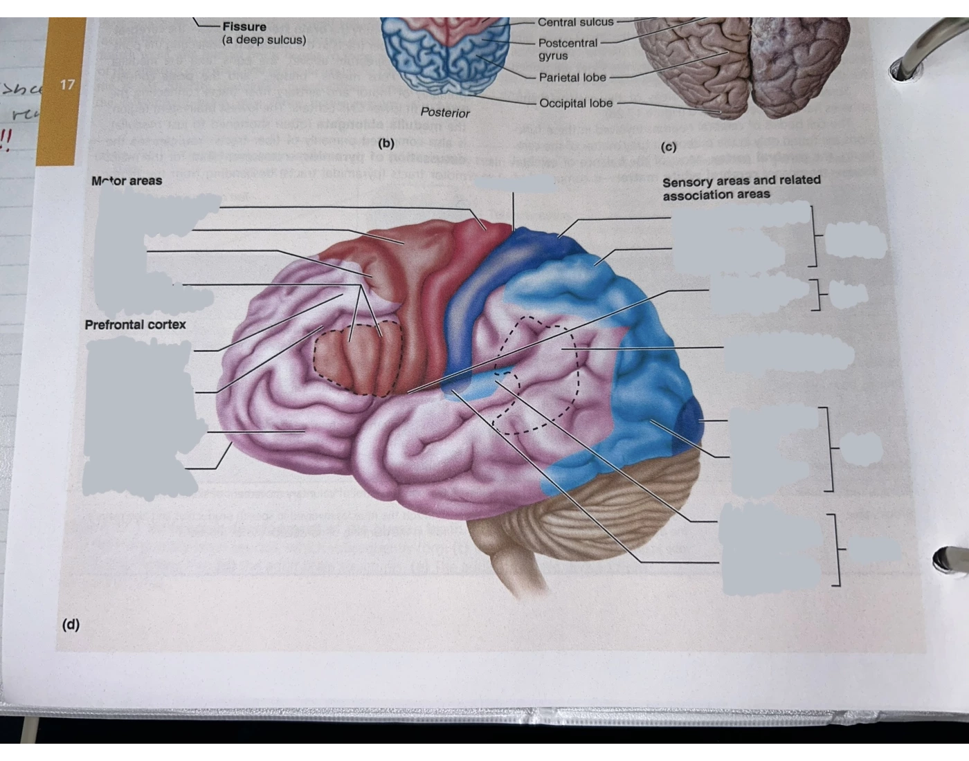 Left Cortex functional areas of the left cerebral cortex Quiz