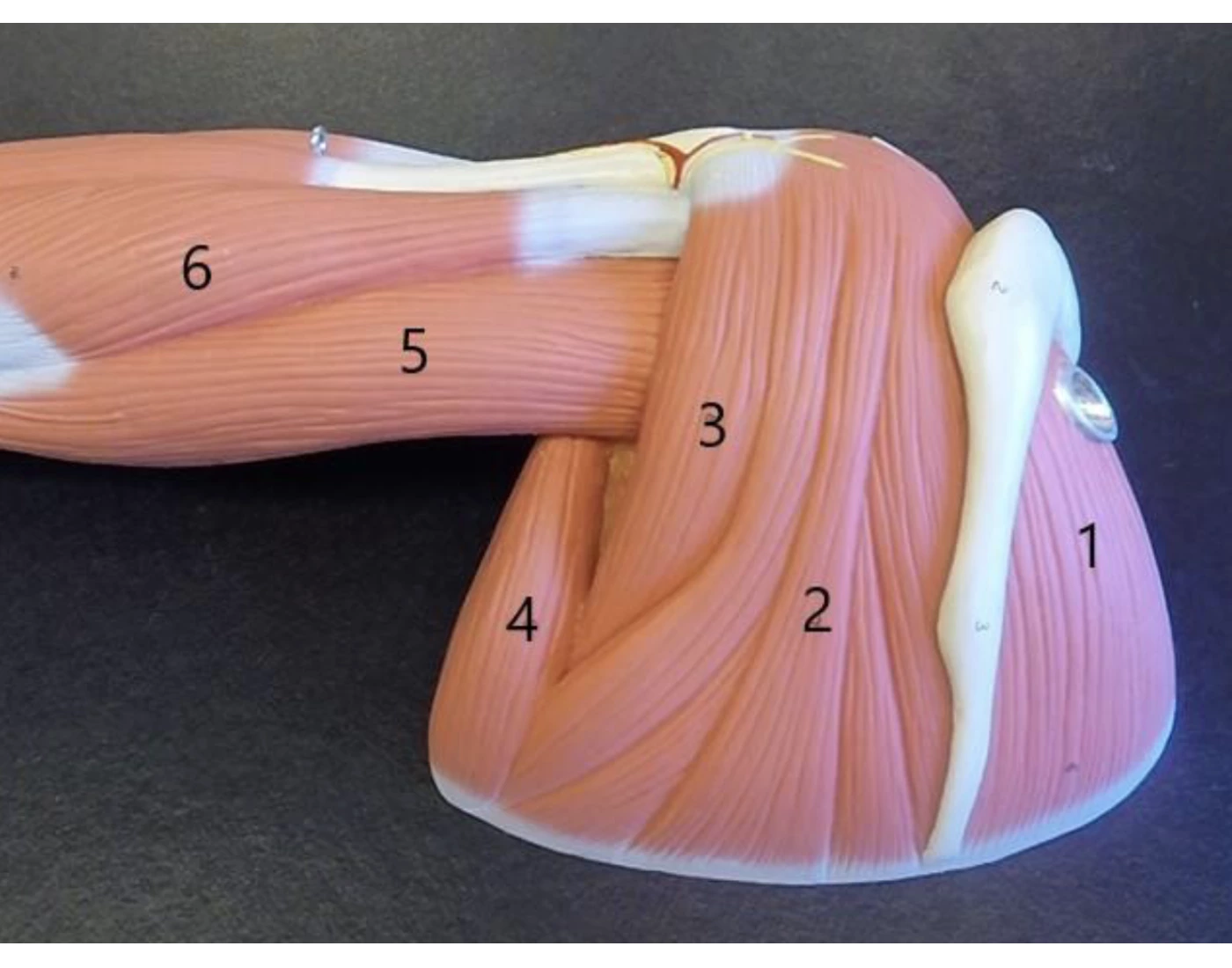 Posterior Scapula Muscles Quiz posterior-scapula-muscles-quiz
