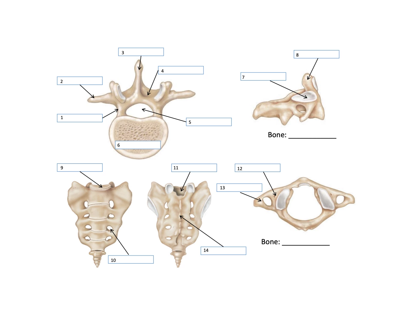Vertebrae quiz pt 1