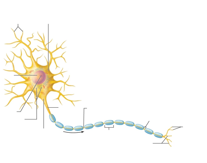 Structure Of Typical Neuron Printable Worksheet