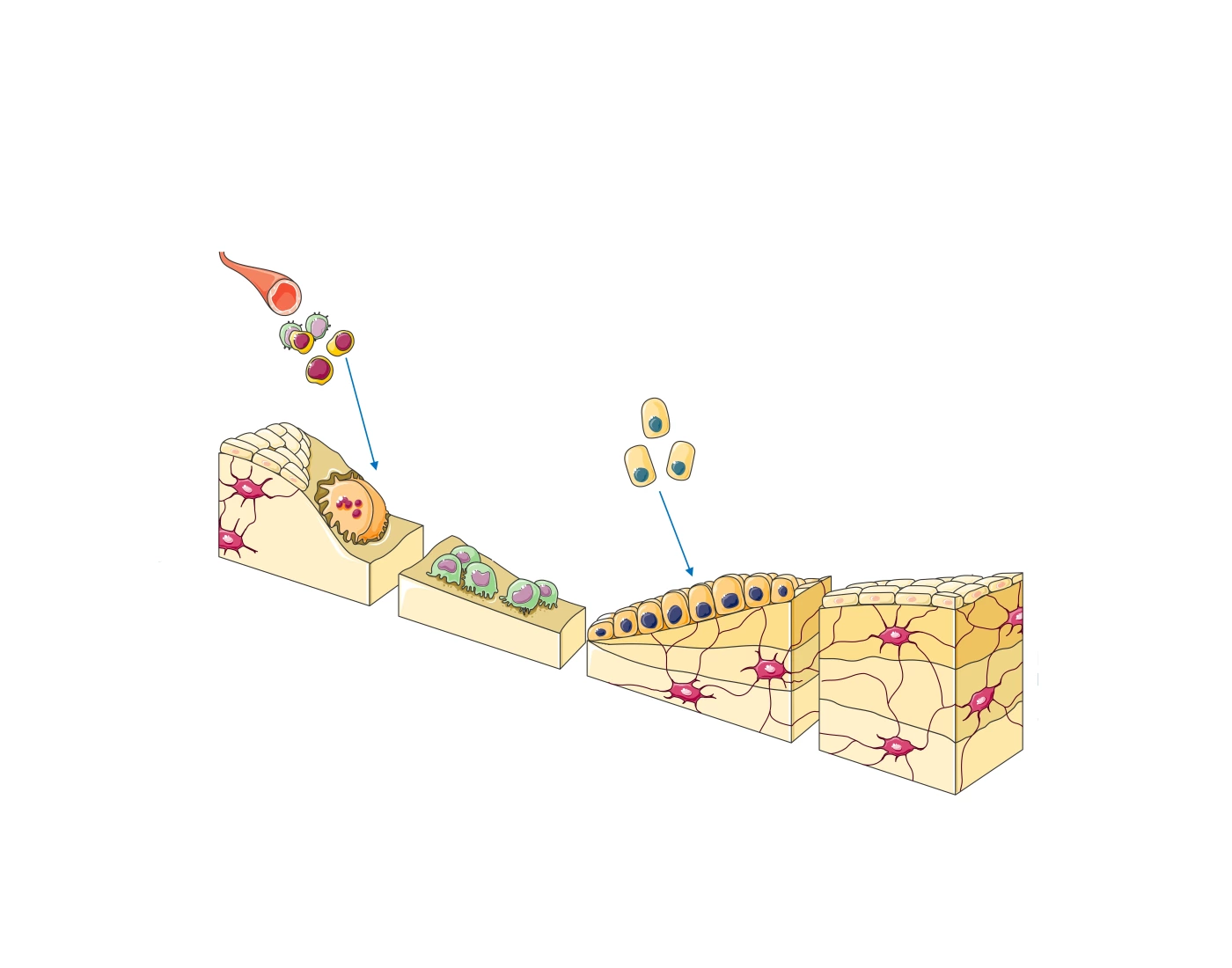 Bone remodeling cycle Quiz