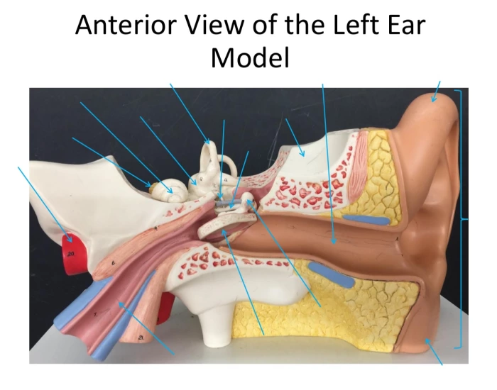 anterior view of the left ear model Quiz