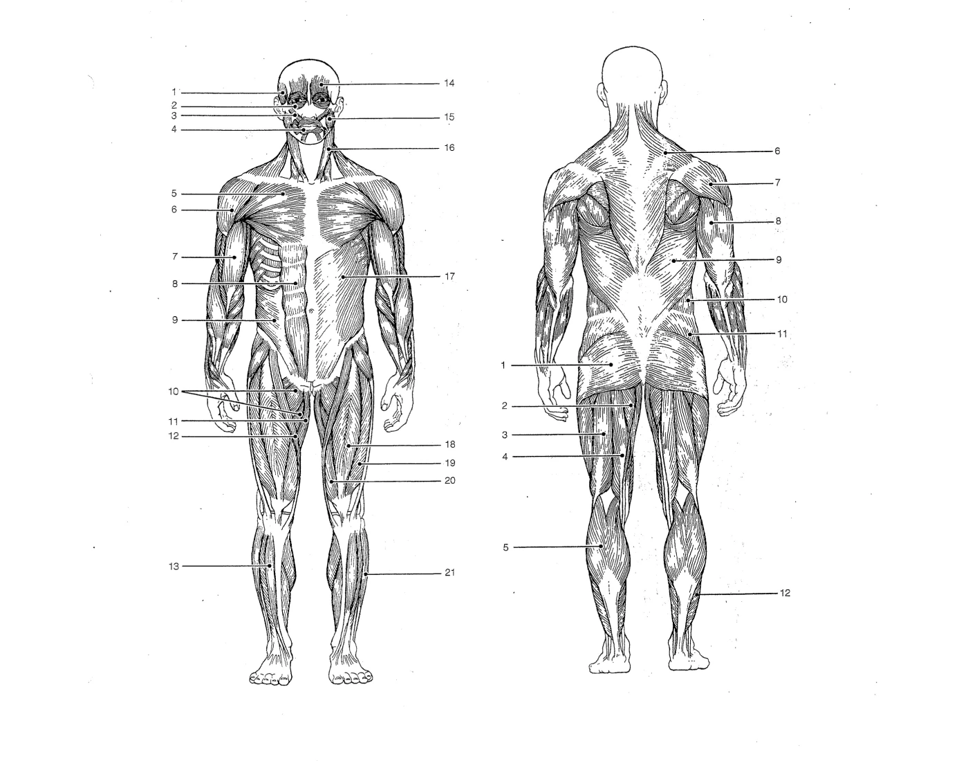 Muscle Identification Version 2 Printable Worksheet