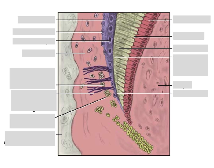 Appositional Tissue Appositional growth of cementum — Printable Worksheet