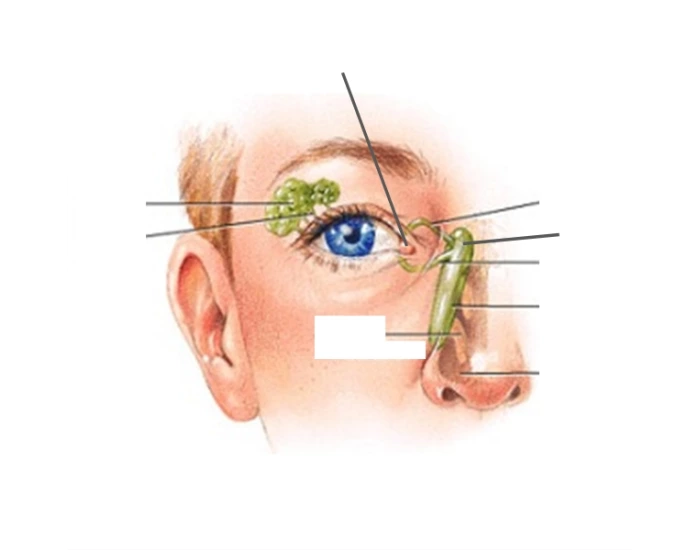 Eye Flow Flow of Secretions of the Eye — Printable Worksheet