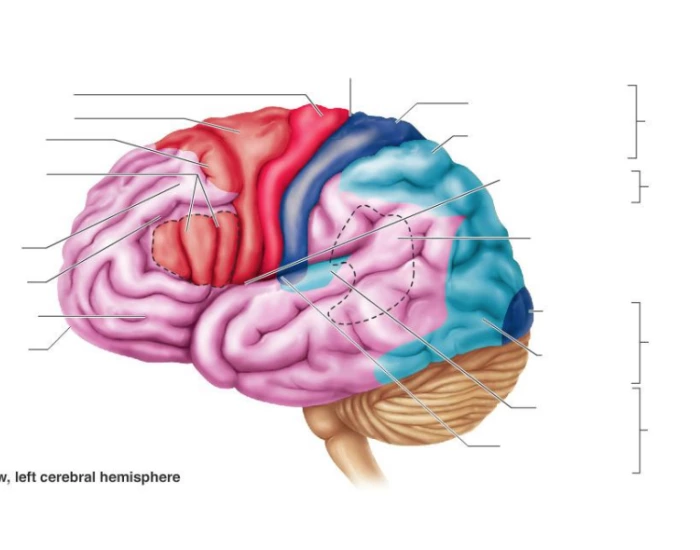 cerebral cortex functions and structures Printable Worksheet Biology Diagrams