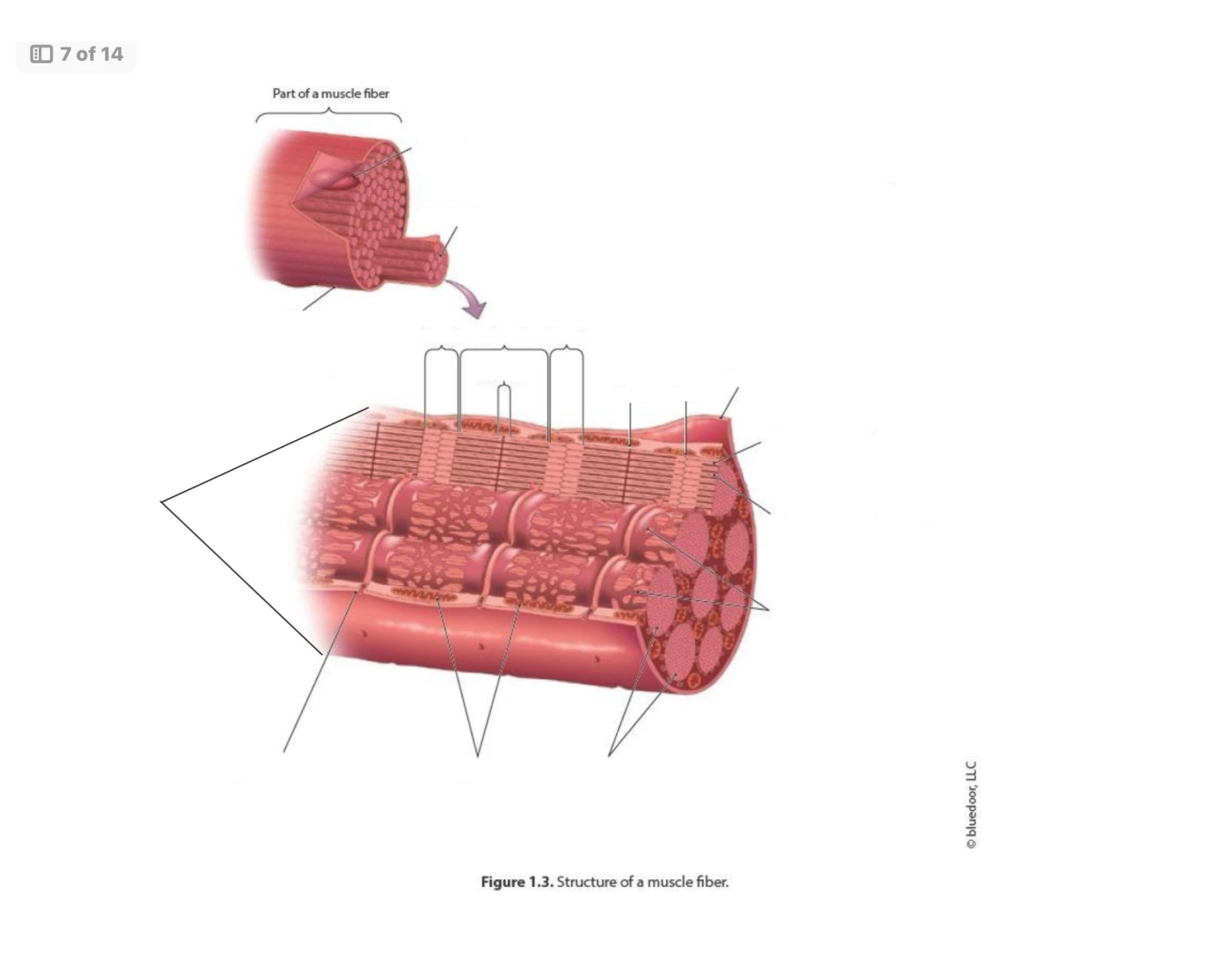 Muscle Fiber Model Fillable Label Worksheet.pdf Structure of Muscle Fiber — Printable Worksheet