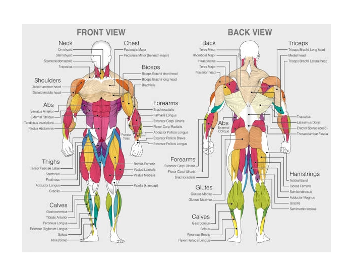 Muscle Identification Database muscle- identification (except face) — Printable Worksheet