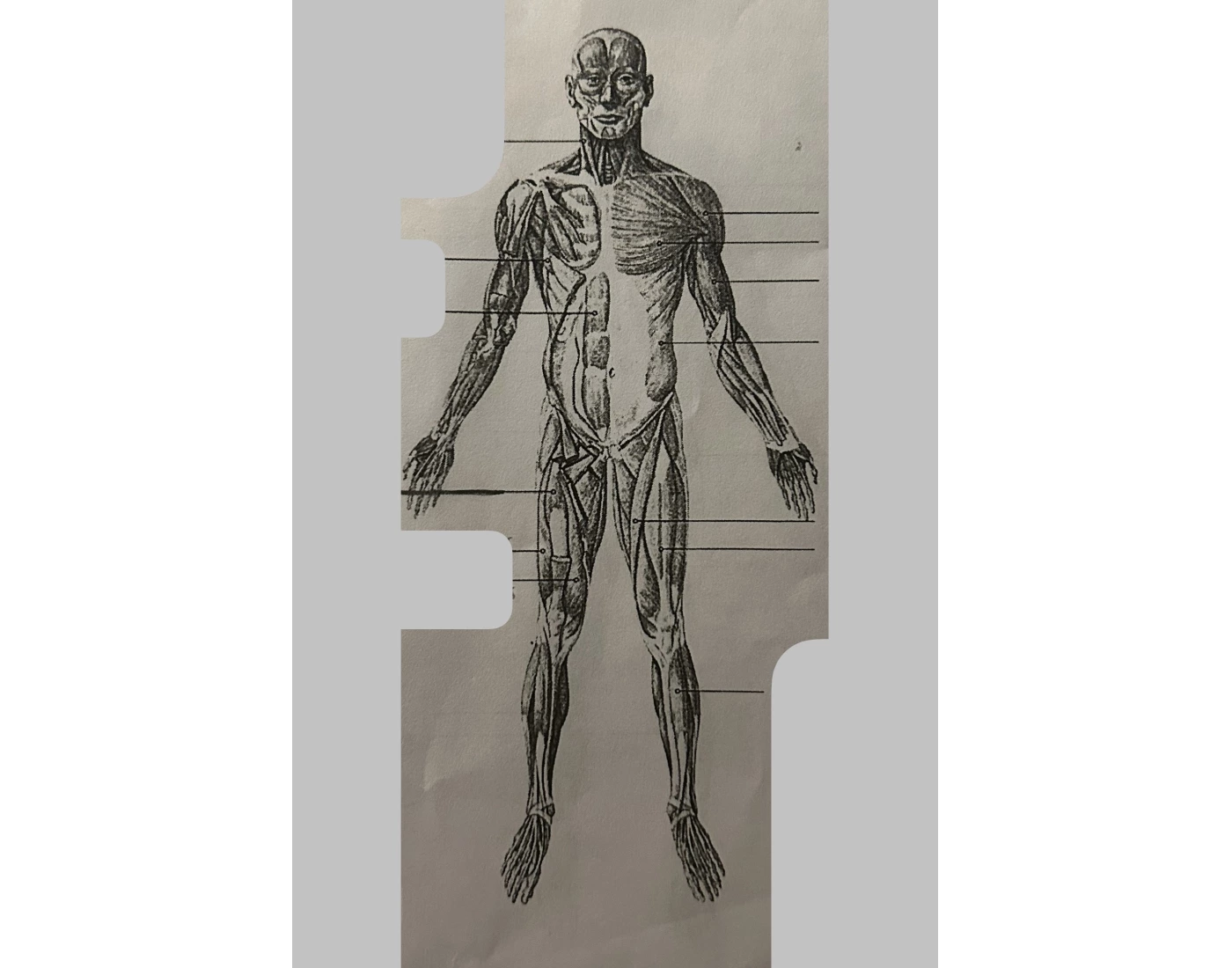 Anterior Major Muscles Of The Human Body Printable Worksheet anterior-major-muscles-of-the-human-body-printable-worksheet