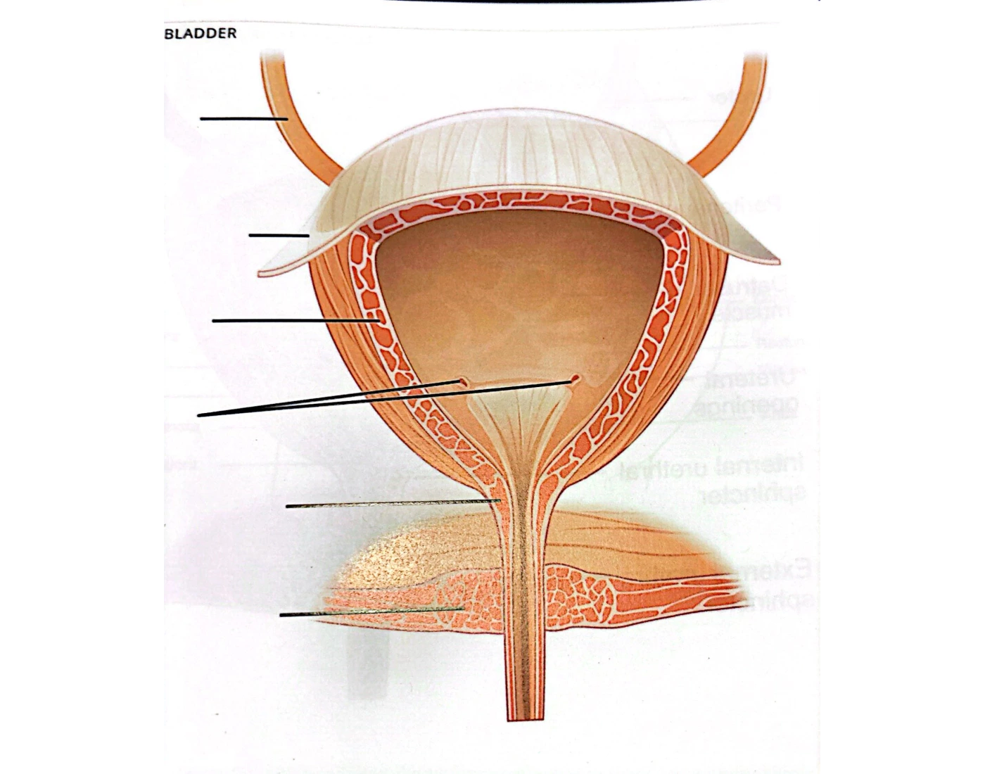 Bladder Game Bladder Quiz