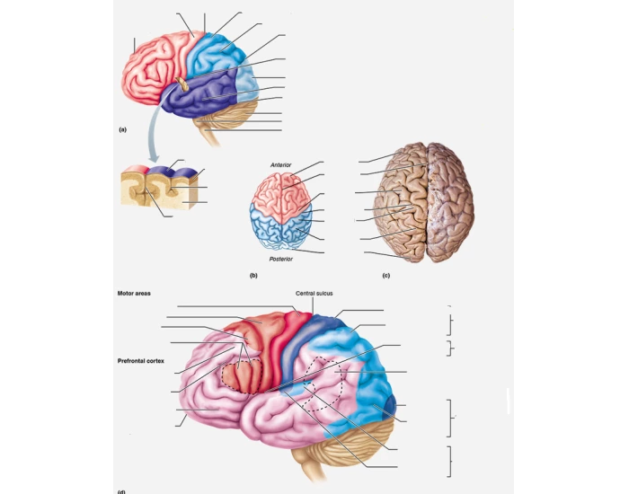 External Brain Structures Quiz