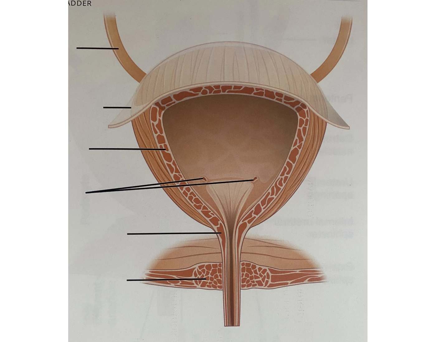Bladder Game Bladder Quiz