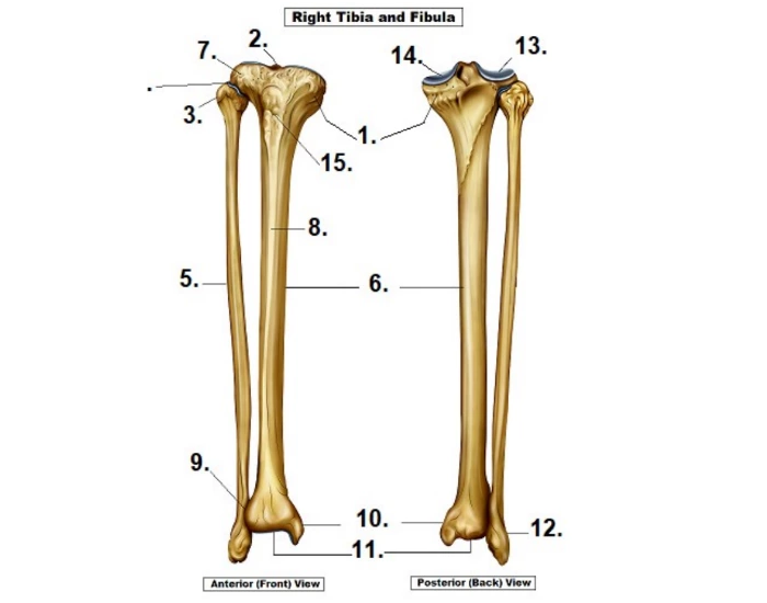 label tibia and fibula Quiz