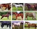 Horse and Pony Breeds Originating in Great Britain