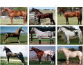 Horse and Pony Breeds Originating in the U.S.