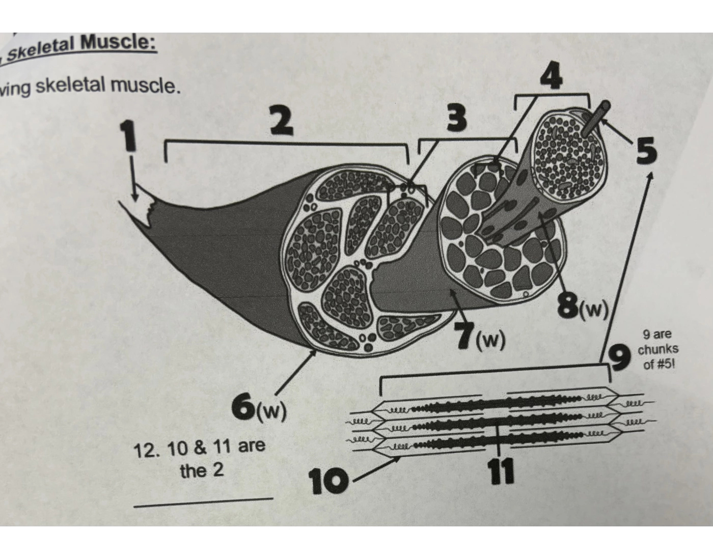 Skeletal Muscle labeling Quiz
