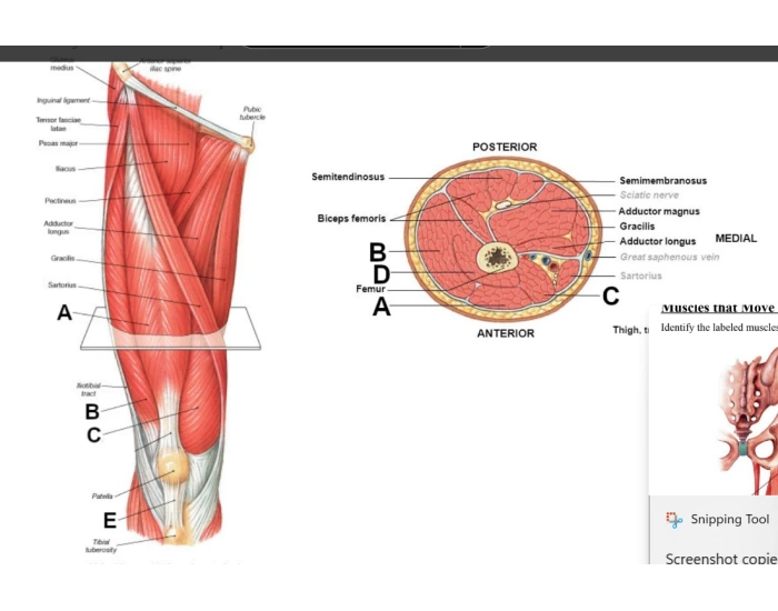 Leg Muscles Moving Muscles Moving the Leg Quiz