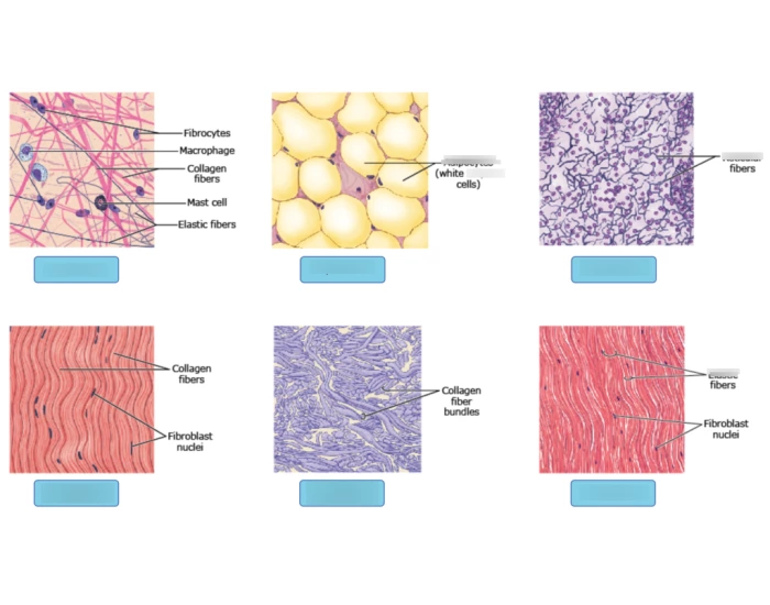 Connective Tissue Worksheet.pdf Loose and dense connective tissue — Printable Worksheet