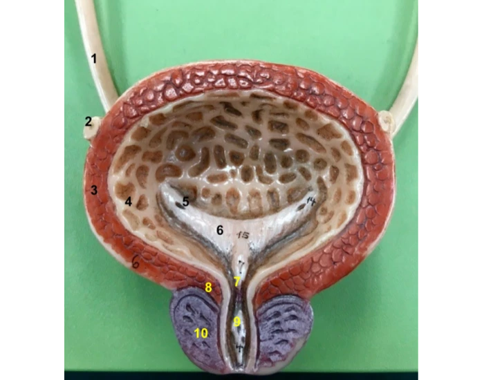 Bladder Game Urinary Bladder Quiz
