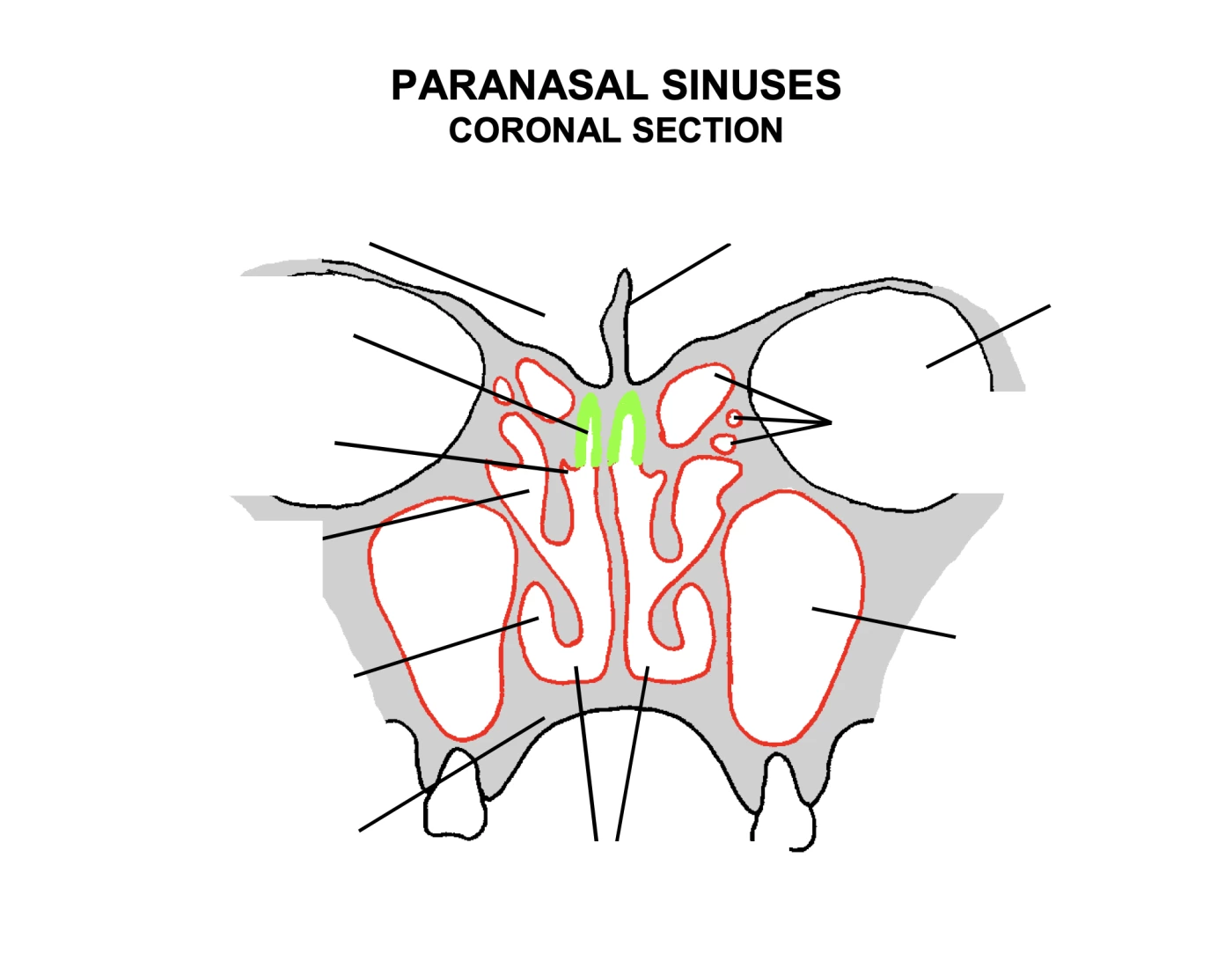 Con Ronal Sinuses Icon PARANASAL SINUSES CORONAL SECTION Quiz