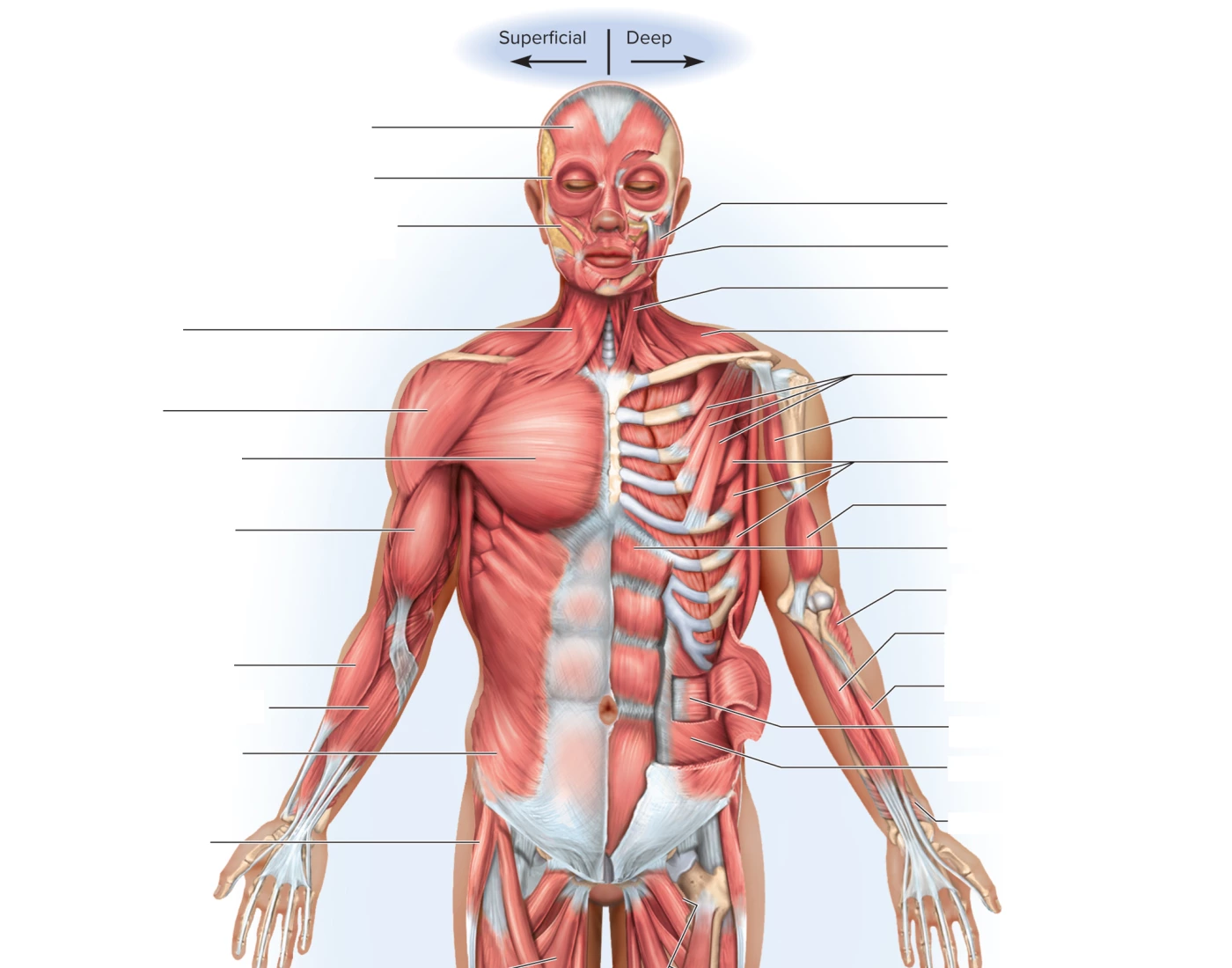 Muscules Muscles Upper Body, Anterior View — Printable Worksheet