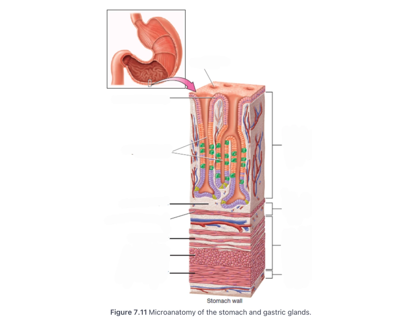 Stomach and Gastric Glands Quiz Biology Diagrams