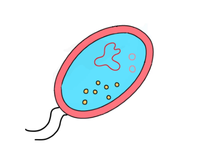 Simple Bacteria cell labeling Quiz