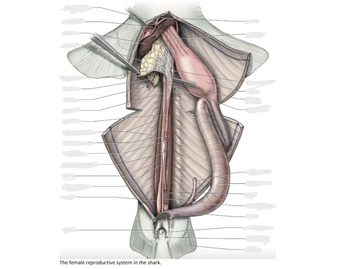 Shark Female Reproductive System Quiz