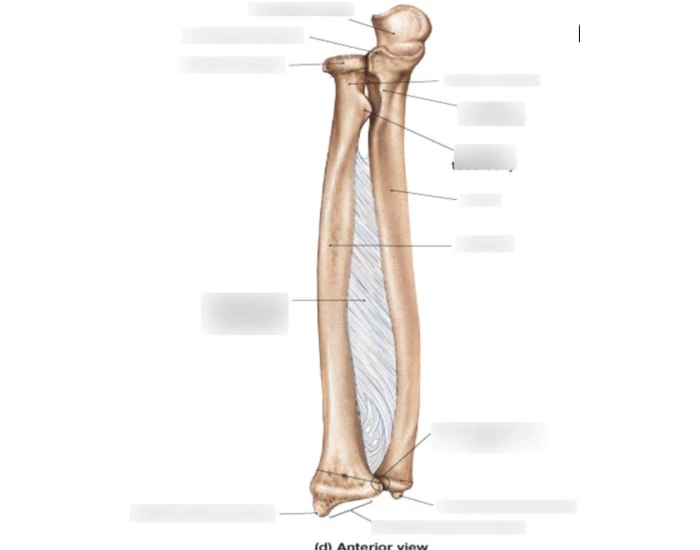Radius With Labels Label the Radius (anterior) Quiz