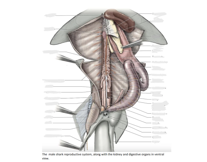 Male Shark Urogenital System — Printable Worksheet