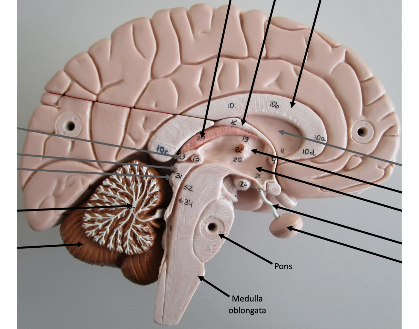 Lab Class Model Brain LAB PRACTICAL 4 BRAIN MODEL 2 Quiz