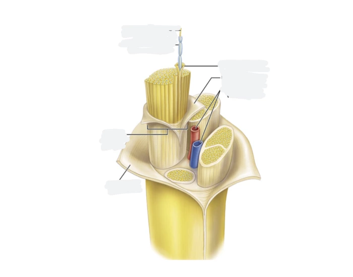 Silinsky Structure of nerves and tracts Quiz
