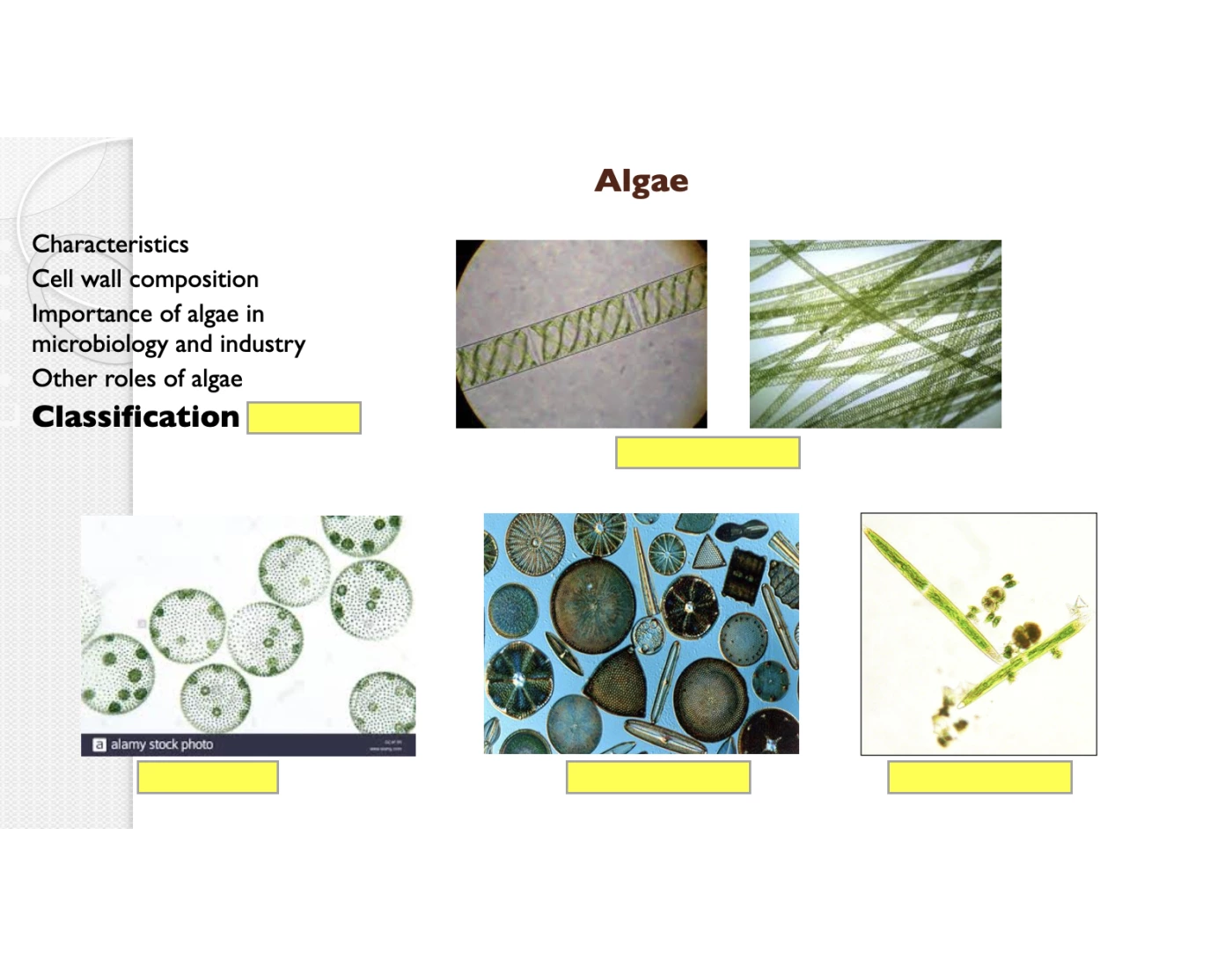 Algae Printable Worksheet