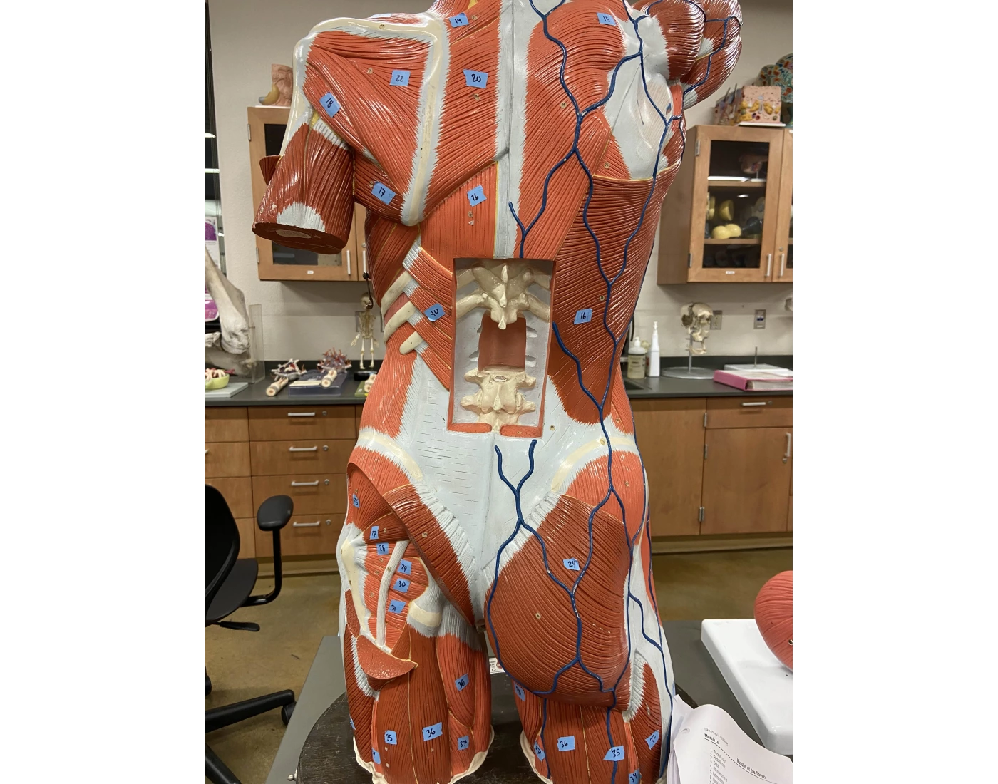 Pink Torso muscles of the back, pink torso Quiz