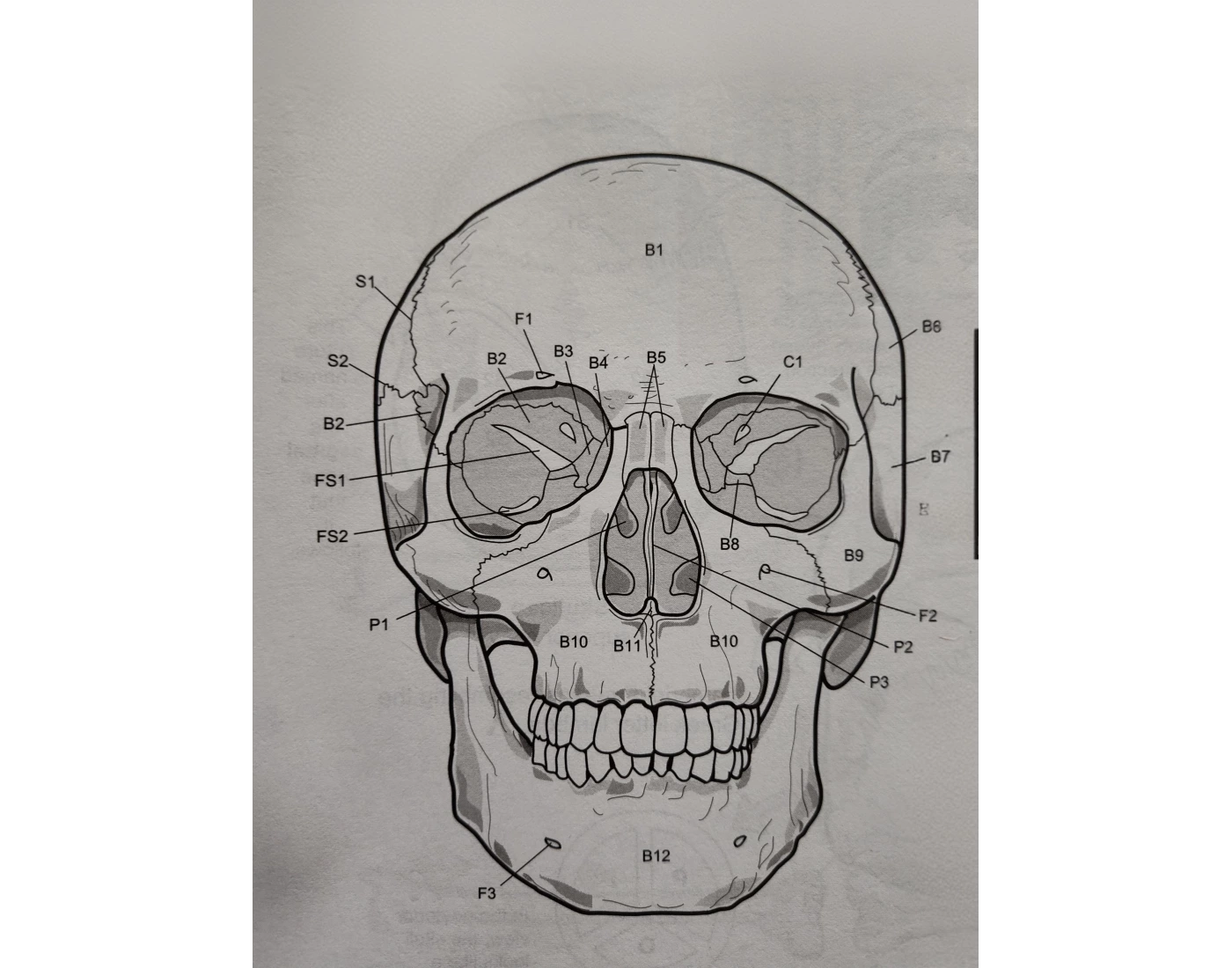 Label The Skull Including The Orbital Complex Quiz Label the skull including the orbital complex quiz