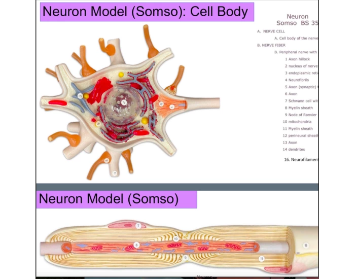 Label the Neuron Model — Printable Worksheet