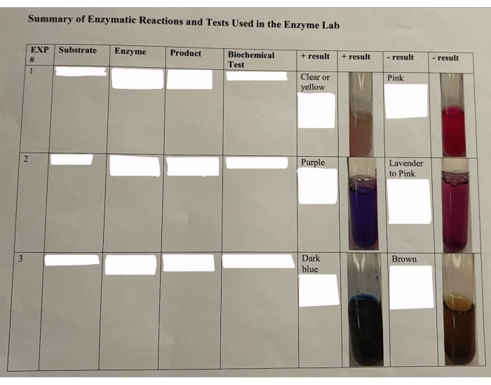 Genzyme Lab Test Menu enzyme lab Quiz