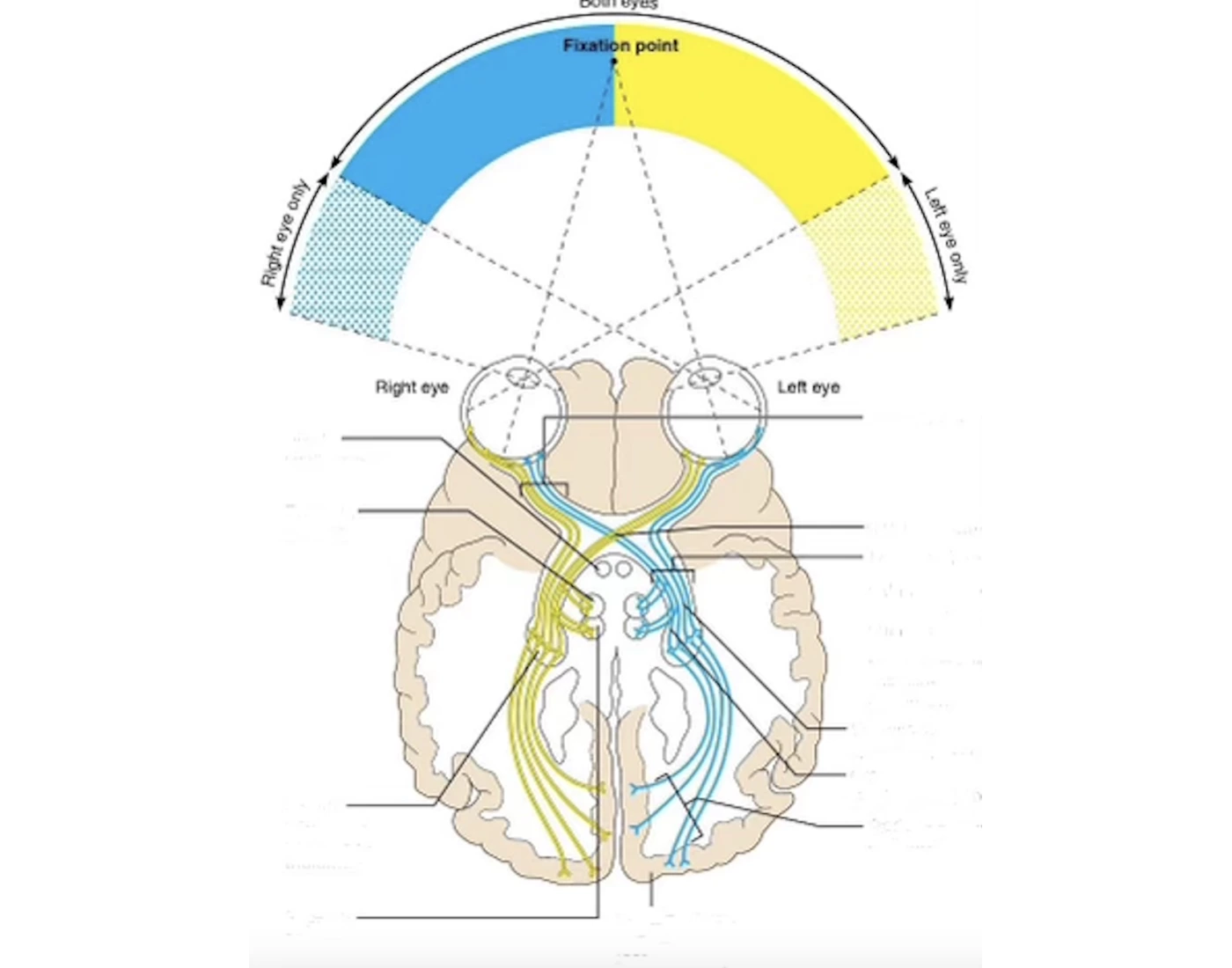 Visual Pathway BI234 — Printable Worksheet