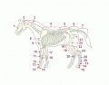 equine anatomy