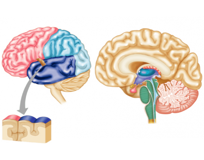 Nervous System Quizzes