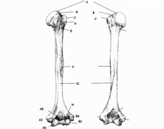 humerus labeling quiz