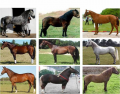 Horse Breeds Originating in Western Europe