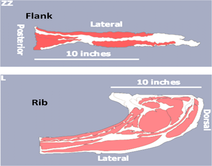 Flank And Rib Muscle ID Quiz flank-and-rib-muscle-id-quiz