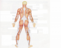 Major Skeletal Muscles Posterior
