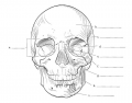 Skull Bones (Frontal)