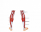 Posterior Muscles of the Leg
