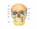 Frontal skull