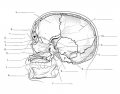 Skull Bones (Midsagital Shapes)