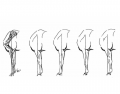 Horse Front Leg Conformation (profile View)