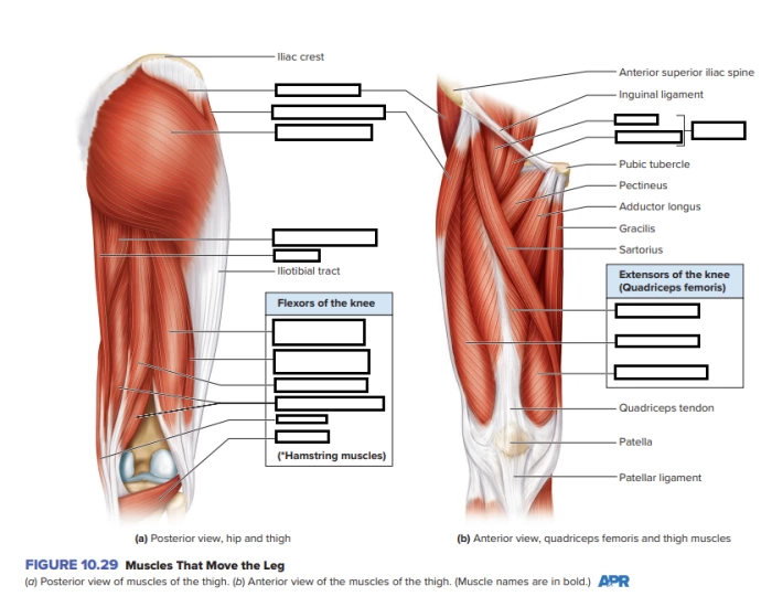 Leg Muscles Moving 10.29 Muscles That Move the Leg — Printable Worksheet